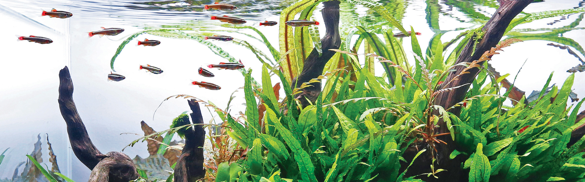 Aquascaper Plant Food